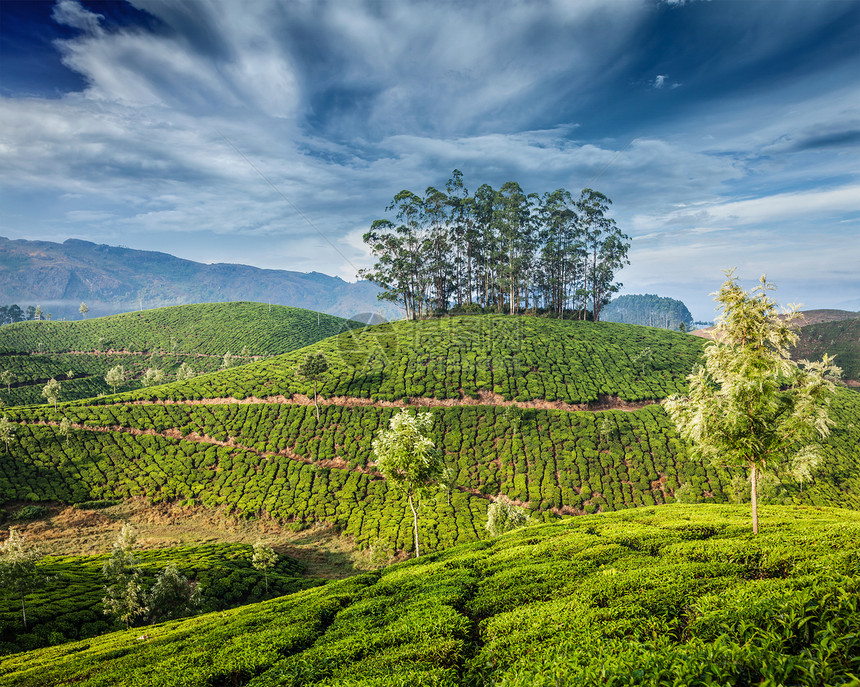 喀拉拉印度旅游背景印度喀拉拉邦穆纳尔的绿茶种植园旅游景点图片