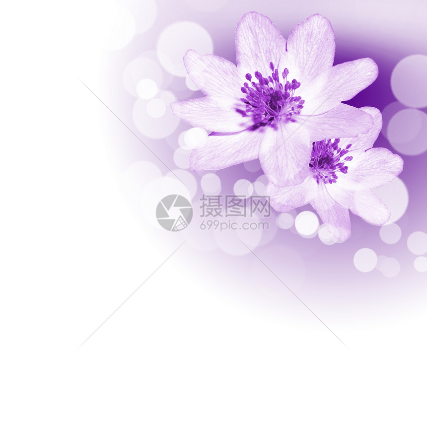白色背景下彩色花朵的图片图片