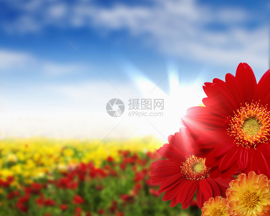 充满彩色花朵的田野的照片图片