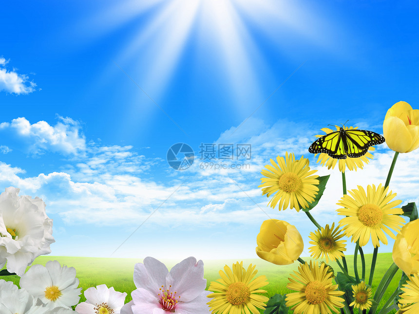 美丽的花朵映衬着蓝天景观图片