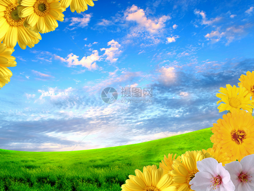 美丽的花朵映衬着蓝天景观图片