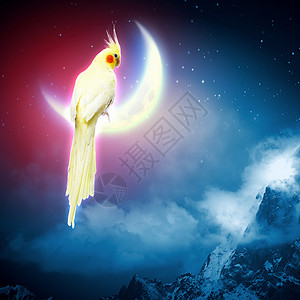 鹦鹉坐月亮上坐月球上的黄色鹦鹉的形象图片
