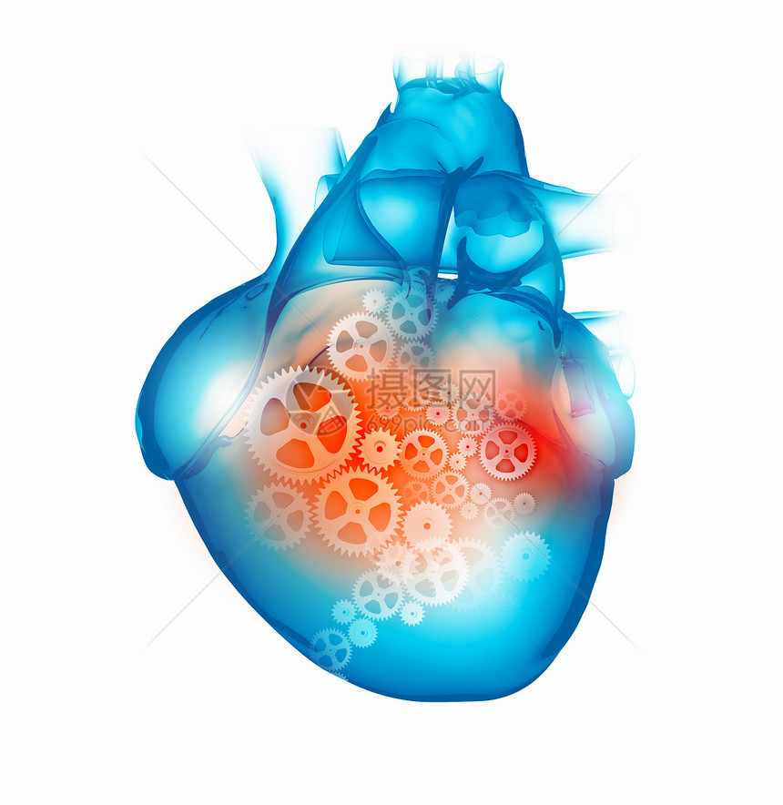 人类的心脏机制的人类心脏图像健康医学图片