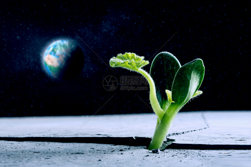 月球上生命吗绿色植物月球表的裂缝中发芽生长这幅图像的元素由美国宇航局提供的图片