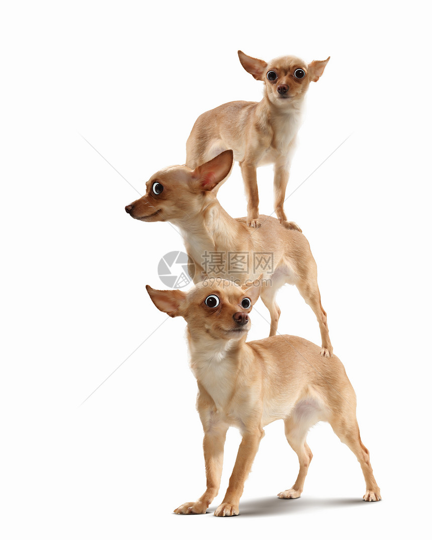 三只趣的狗的金字塔三只趣的狗光背景下的金字塔趣的拼贴画图片