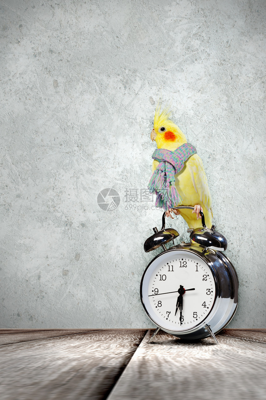 鹦鹉坐闹钟上坐闹钟上的黄色鹦鹉的图像图片