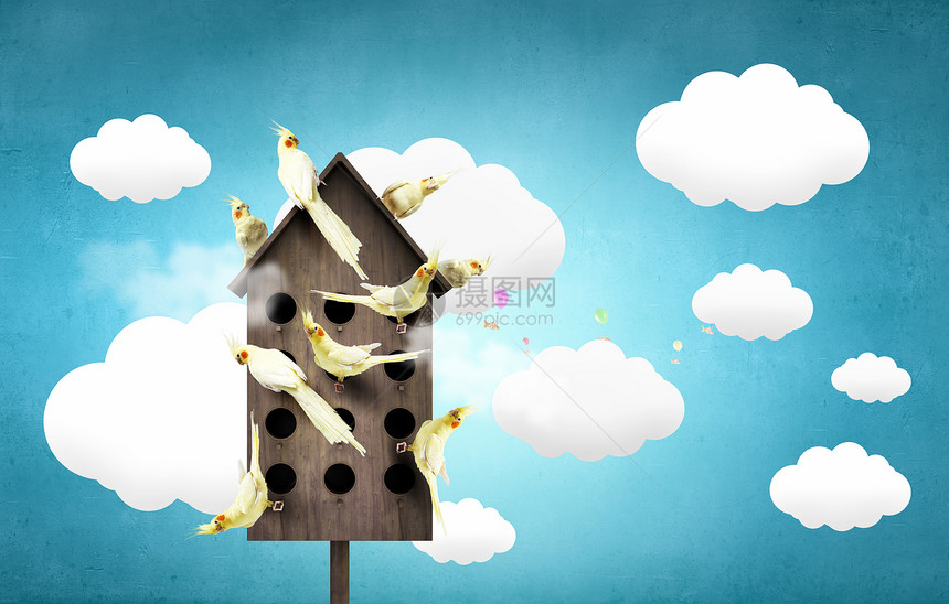 用于友好生活的公寓许多鹦鹉住个木制的筑巢箱里图片