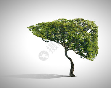 空气污染绿色树的形象,形状像人类的肝脏图片