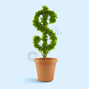 美元植物盆栽的美元树财富图片