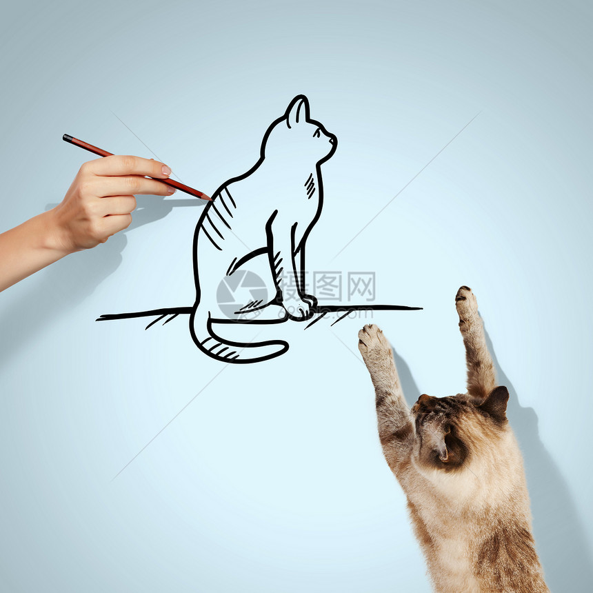 暹罗猫暹罗猫抓画猫的形象图片