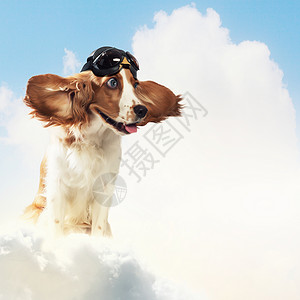 犬式飞行员拼贴犬科动物美女高清图片