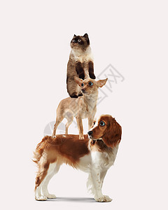 罪犯三只狗三只家庭宠物三只家宠物灯光背景下挨着趣的拼贴画背景