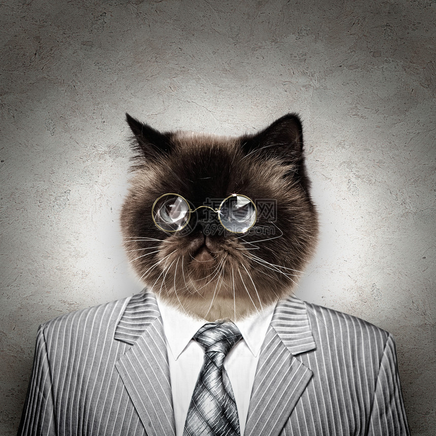 穿着西装的滑稽毛茸茸的猫穿着西装商人的滑稽毛茸茸的猫拼贴图片