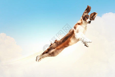 贝塞特猎犬云层飞行贝塞特猎犬天空中的云层飞行趣的拼贴画图片