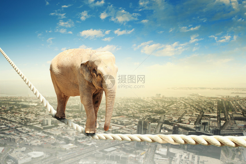 大象绳子上行走大象高空绳子上行走的形象图片