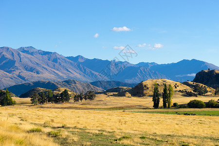 风景如画新西兰阿尔卑斯山田野的自然景观背景图片