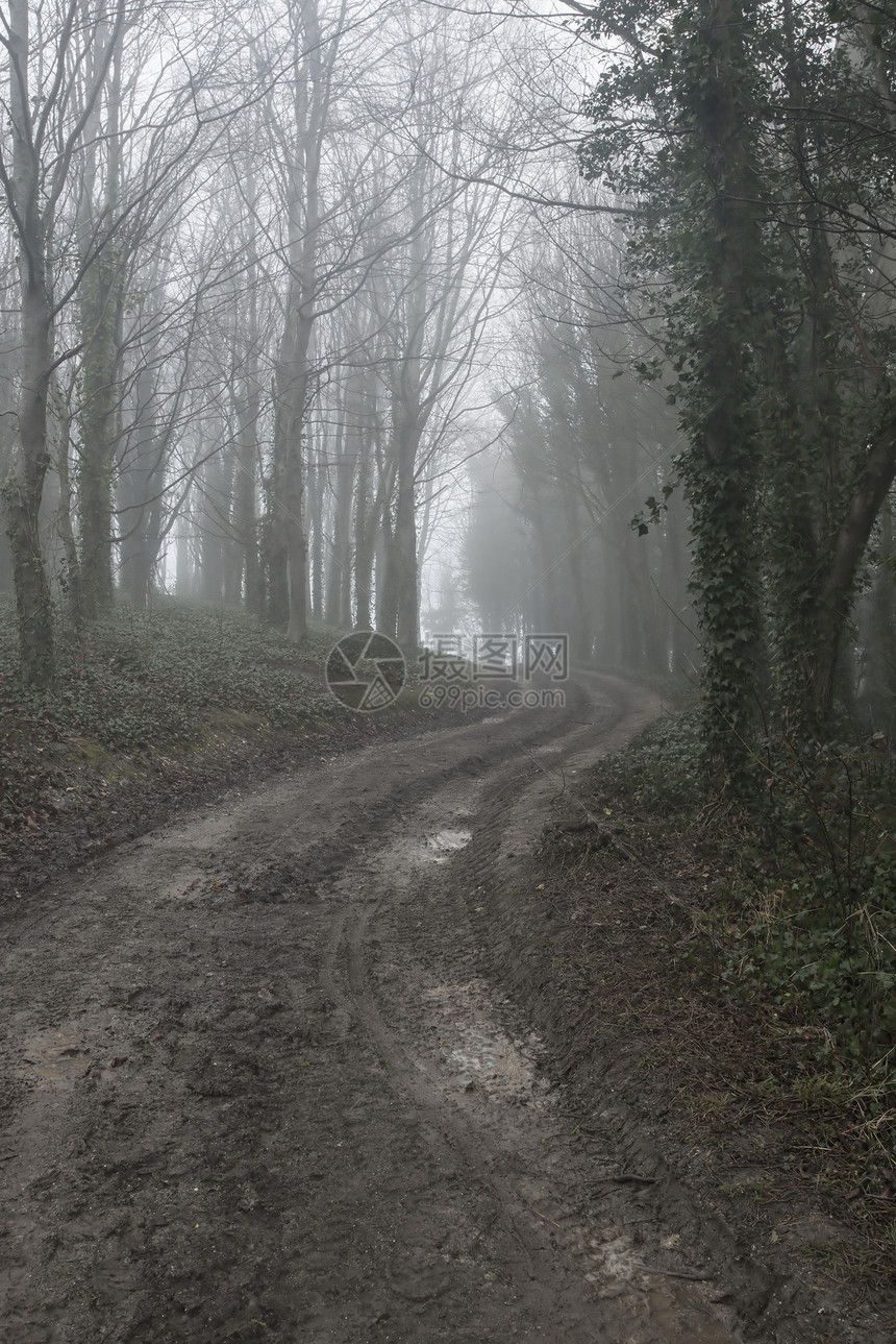 戏剧的喜怒无常的雾霭森林景观春秋季图片