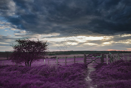 令人惊叹的英国乡村景观田野日落与超现实的紫调背景图片