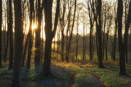 圆叶风毛菊英国乡村春天蓝铃林的美丽景观背景