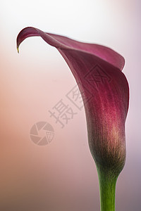 异食癖惊人的观特写图像的彩色生机勃勃的卡拉百合花背景