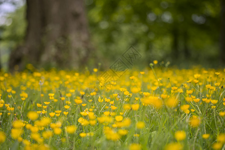 春季牛犊草甸美丽的景观形象,景深浅,选择聚焦图片