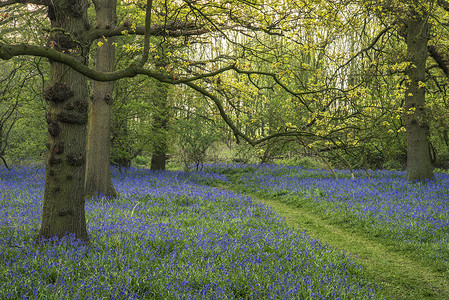 春天蓝铃林美丽的景观形象背景图片