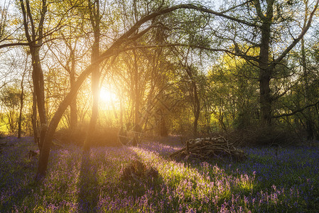 春天蓝铃林美丽的景观形象高清图片