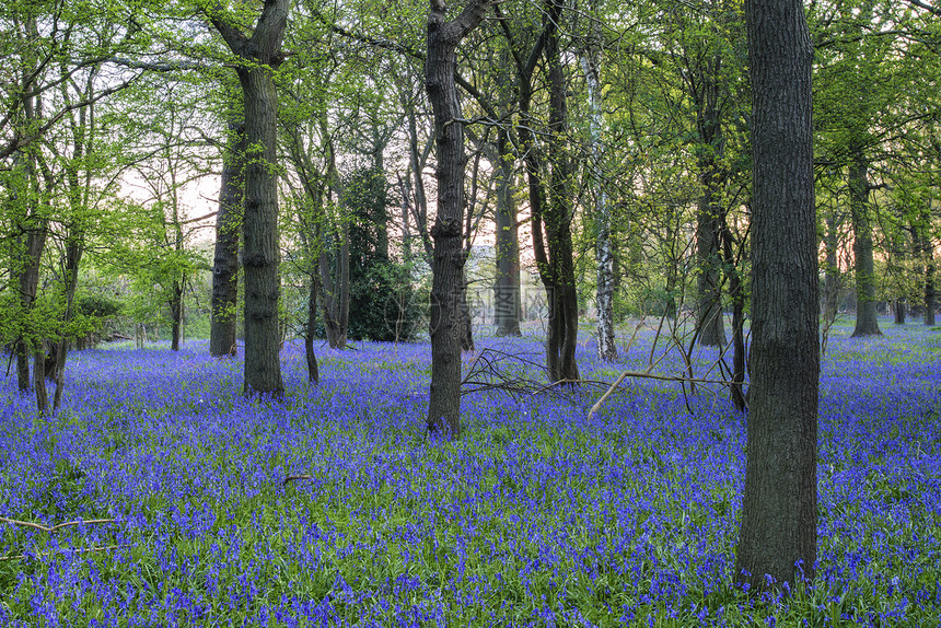 春天蓝铃林美丽的景观形象图片
