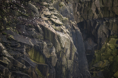 悬崖上筑巢的GuillemotMurre鸟群高清图片