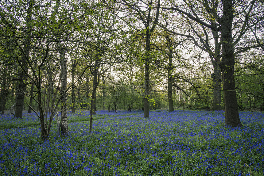 春天蓝铃林美丽的景观形象图片