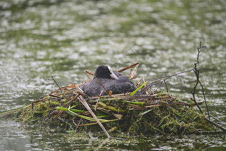 乌科水鸟与雏鸟筑巢图片