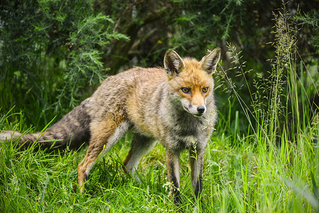 美丽的雄狐狸长而茂盛的青草的夏天的田野高清图片