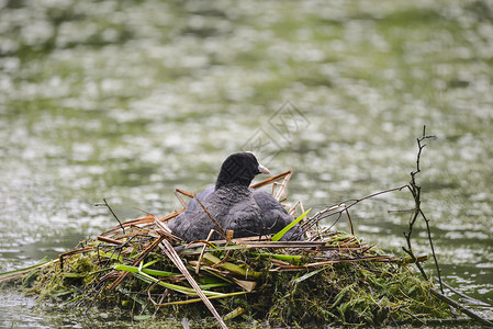 乌科水鸟与雏鸟筑巢图片