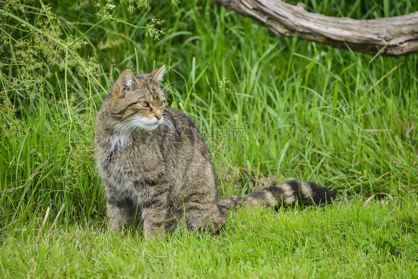 美丽的苏格兰野猫夏天的阳光下树上放松图片