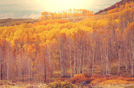 秋天的黄色森林图片