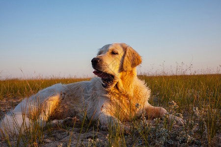 夕阳下趴在沙滩上的狗背景图片