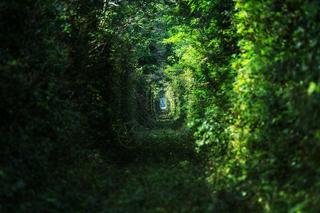 树木隧道图片