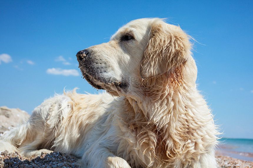 蓝天白云下趴在沙滩上的狗图片