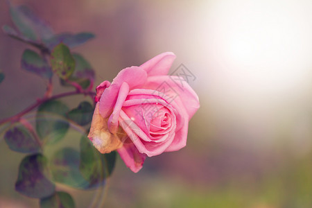 玫瑰粉红色蔷薇花粉红色的葡萄酒图片