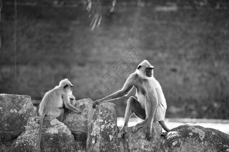 斯里兰卡Anuradhapura的猴子图片