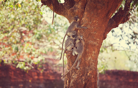 斯里兰卡Anuradhapura的猴子背景图片