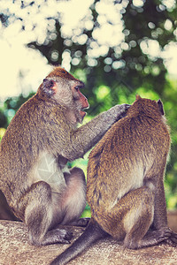 印度尼西亚的猴子背景图片