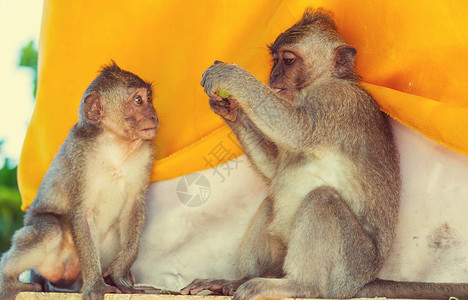 印度尼西亚的猴子背景图片