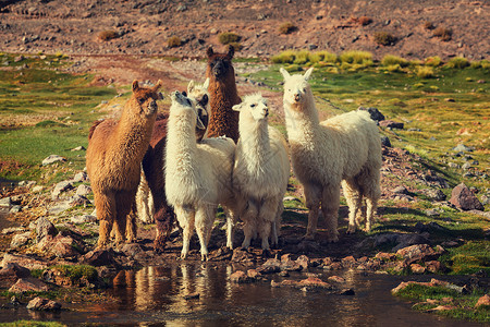 阿根廷的骆驼图片