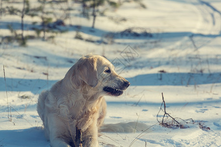 冬天森林里的狗背景图片
