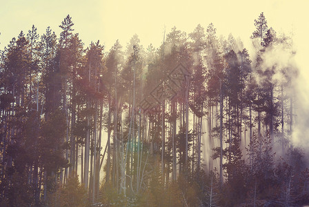 薄雾的魔法森林图片