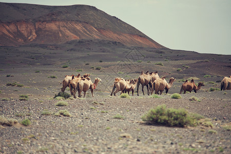 动物双歧杆菌蒙古的骆驼背景