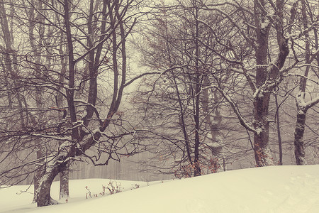 冬季风景秀丽的白雪覆盖的森林高清图片