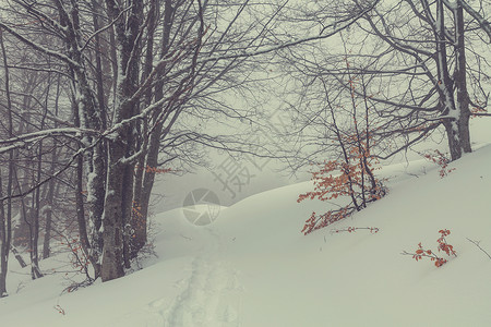 冬季风景秀丽的白雪覆盖的森林图片