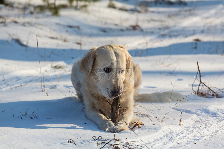 冬天森林里的狗图片